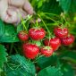 Strawberry semințe Tresca - Fragaria ananassa - 20 de semințe - Fragaria ×ananassa
