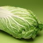 Napa kubis "Capitol" - kepala besar - 86 biji - Brassica pekinensis Rupr.