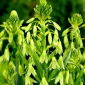 Galtonia Viridiflora