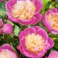 Pionsläktet - Bowl of Beauty - Paeonia