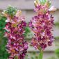 Tuberos - Polianthes Pink Saphier - Polianthes tuberosa