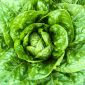 Salat Hoved - Maryna - 1350 frø - Lactuca sativa L. var. Capitata