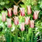Tulipa Marilyn - Tulip Marilyn - 5 bulbs