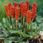 Arum Italicum - Hair - pakke med 5 stk