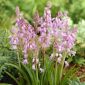 Scilla Siberica rosa - paket med 10 stycken