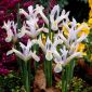 Iris reticulata - hvid - White - pakke med 10 stk