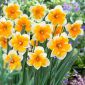 Narcis - Orangery - pakke med 5 stk - Narcissus