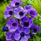 Sippsläktet - Mr Fokker - paket med 8 stycken - Anemone