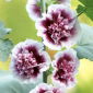 Kāršrozes - Creme de Cassis - Alcea 
