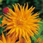 Dahlia cactus - oranje