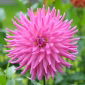 Daaliat Cactus - pinkki - Dahlia