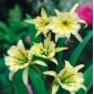 Ismene, Peruvian Nafta Sulfur Regina - bulb / tuber / rădăcină - Hymenocallis