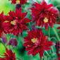 Almindelig akeleje - Bordeaux Barlow - Aquilegia vulgaris