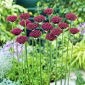 Allium Atropurpureum - 5 bulbi