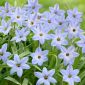 Ipheion - Uniflorum - pacchetto di 10 pezzi - Ipheion uniflorum