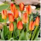 Tulipan Orange Brilliant - pakke med 5 stk - Tulipa Orange Brilliant