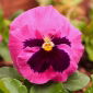Viola wittrockiana - Laura - Rosa - 320 semi - Viola x wittrockiana
