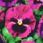 Viola wittrockiana - Silverbride, Silberbrauti - arancio - nero - 400 semi - Viola x wittrockiana