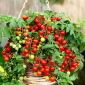 Kirschtomaten - Bajaja - Süße Kirschen, ideal für Balkone - Samen