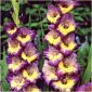 Gladiolus, Gladiole, Schwertblume Dynamite - 5 Zwiebeln