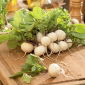 Rabanete – Aphrodite - branco - 425 sementes - Raphanus sativus L.