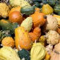 Happy Garden - Fancy Wonder Pumpkin - Samen, mit denen Kinder wachsen können! - 18 Samen - 