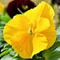 Penséer - Schweizer Riesen - gul - Viola x wittrockiana Schweizer Riesen - frön