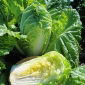 Biji dilapisi - Napa kubis "Bilko F1" - 50 biji - Brassica pekinensis