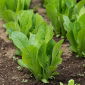 Baby Leaf - Lechuga romana - Parris Island Cos - Lactuca sativa L. var. longifolia - semillas
