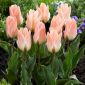 Тюльпан Little Girl - пакет из 5 штук - Tulipa Little Girl