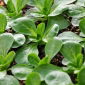 Tandfri vårsalat - Gala - Valerianella locusta - frø