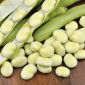 Lóbab - Witkiem - Vicia faba L. - magok