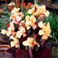 Canna - Angel Martin; Canna lilje
