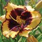 Daglilje Tiger Blood - Hemerocallis hybrida Tiger Blood