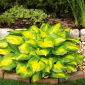 Hosta Banana Bay; lirio de plátano, giboshi