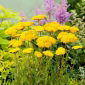 Stabljika stolisnika - Parker - žuta; krvarenje iz nosa, stabljika - Achillea millefolium