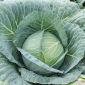 White Cabbage - Zora - Very Early Variety with Tender Leaves - Fresh Seeds