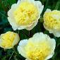 Potonika - Prima Vera - sadika - Paeonia lactiflora