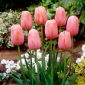 チューリップマントン - チューリップマントン -  5球根 - Tulipa Menton