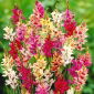 Ixia Mix - pakke med 25 stk