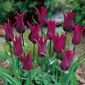 Tulipe Burgundy - paquet de 5 pièces - Tulipa Burgundy