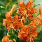 Lírio Tigrinum - Lilium Tigrinum