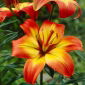 Lilium, Lily Linda - cibuľa / hľuza / koreň - Lilium Asiatic Linda