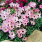 Oxalis Adenophylla - pacchetto di 5 pezzi