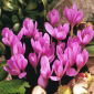 Colchicum - Violet Queen