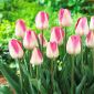チューリップInnuendo  - チューリップInnuendo  -  5球根 - Tulipa Innuendo