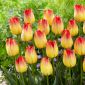 Tulipa Suncatcher - Tulip Suncatcher - 5 bulbs