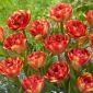 Tulipano Sundowner - pacchetto di 5 pezzi - Tulipa Sundowner