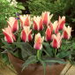 Tulipa Delight turcesc - Tulip Delight turcesc - 5 bulbi - Tulipa Turkish Delight