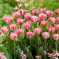 Tulipa Vogue - Tulip Vogue - 5 bulbs